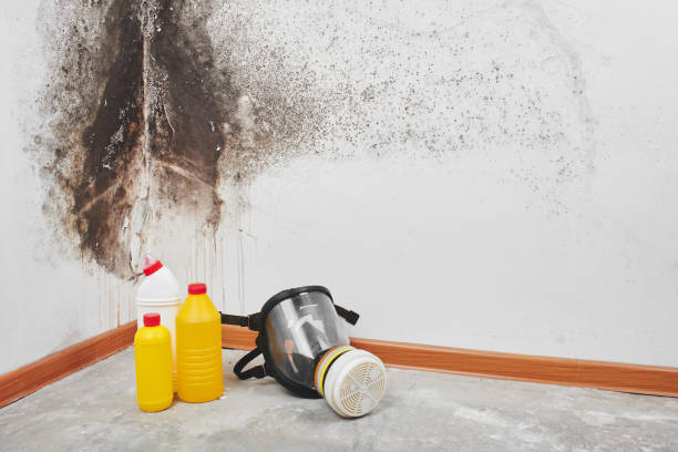 Crawl Space Mold Removal in East Moriches, NY