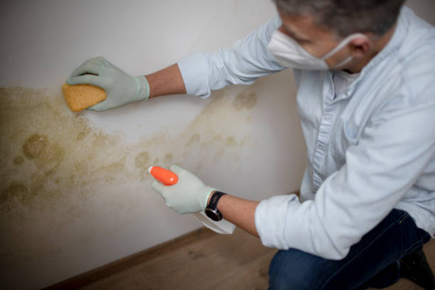 Best Mold Remediation  in East Moriches, NY