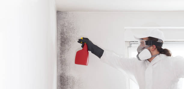 Best Commercial Mold Removal  in East Moriches, NY