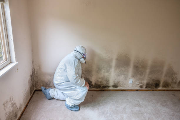Best Crawl Space Mold Removal  in East Moriches, NY