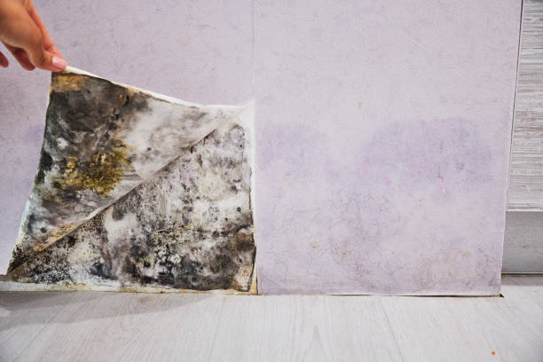 Best Mold Removal Near Me  in East Moriches, NY